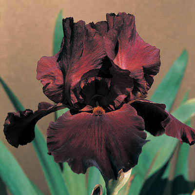 Sultan's Palace Iris