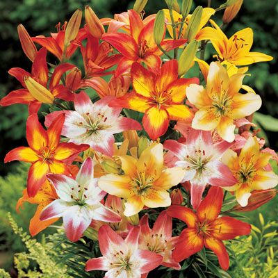 Asiatic Bicolor Lily Mix