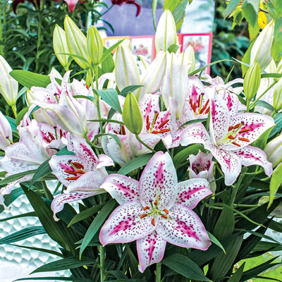 Solution Oriental Lily