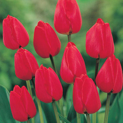 Red Apeldoorn Tulip
