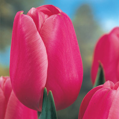 Pink Supreme Tulip