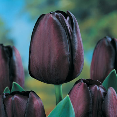 Queen of the Night Tulip