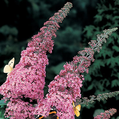 Butterfly Bush Collection