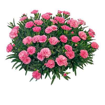 Pink Faganza Carnation