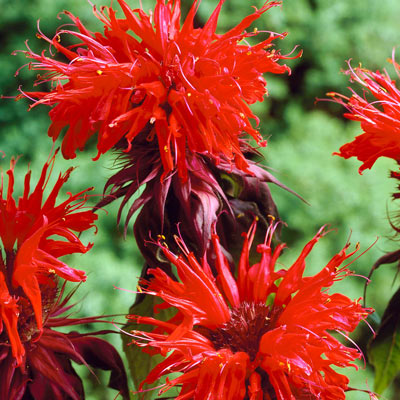 Gardenview Scarlet Monarda | E-Burgess - Seed & Plant Co.