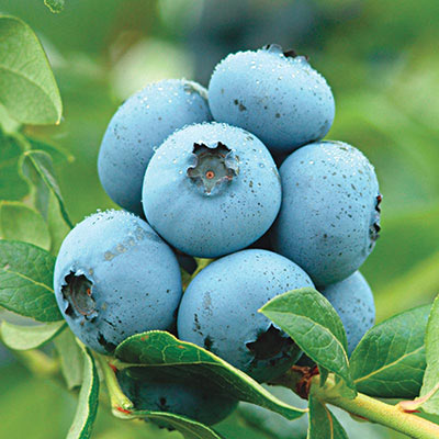 Semi-Dwarf Northland Blueberry