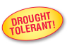 Drought Tolerant