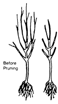 before pruning