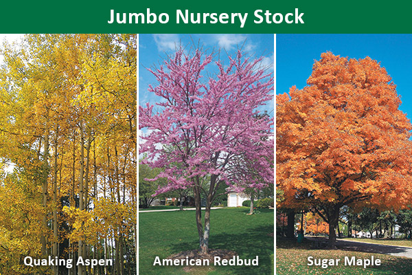 Jumbo Nursery Stock