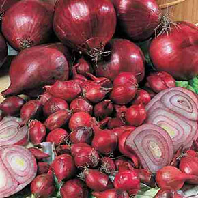 Red Burgundy Onion