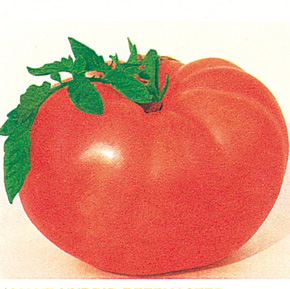 Big Beef Hybrid Tomato