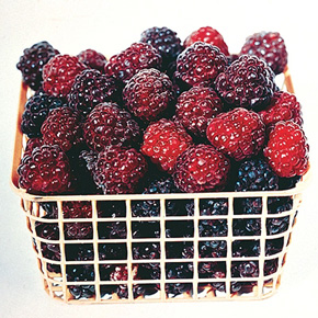 Brandywine Raspberry