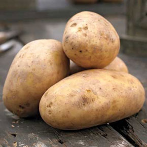 Norkotah Russet Potato