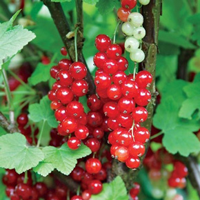Perfection Red Currant