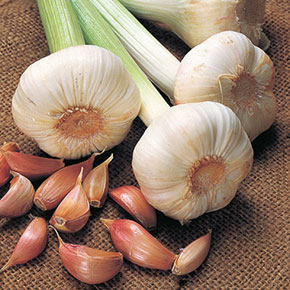 Garlic Sets