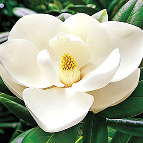 Hardy Magnolia