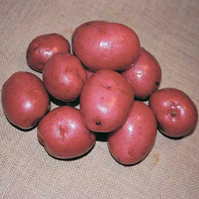 Dark Red Norland Potato