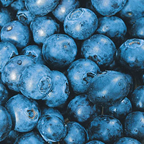 Herbert 8-12'' Blueberry