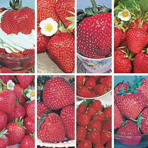 200 Strawberry Collection