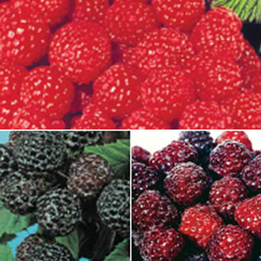 Colorful Raspberry Collection