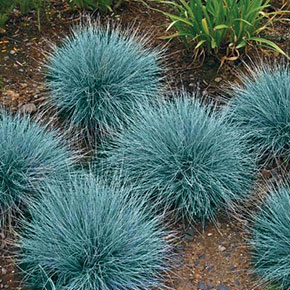 Blue Festuca Grass