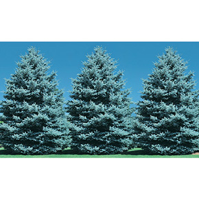 Jumbo-Sized Colorado Blue Spruce