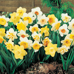 1/4 Bushel Basket of Daffodils