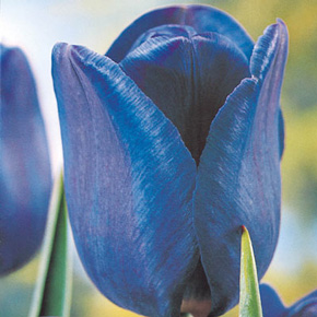 Blue Lagoon Tulip