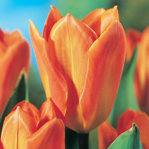 Orange Emporer Tulip