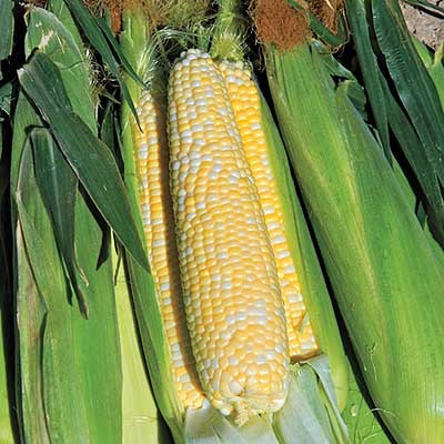 Sugar Baby Hybrid Corn