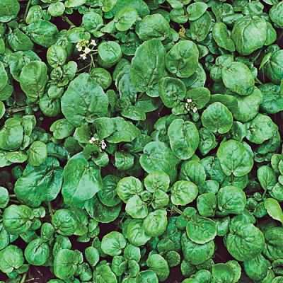 Watercress Herb