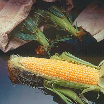 Incredible Sweet Corn