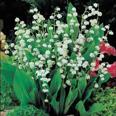 White Lily of the Valley