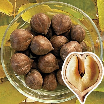Heartnut