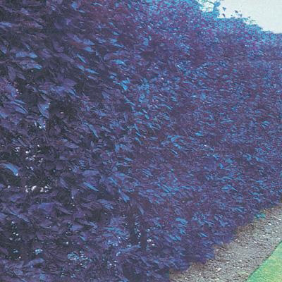 Purple Leaf Plum Hedge