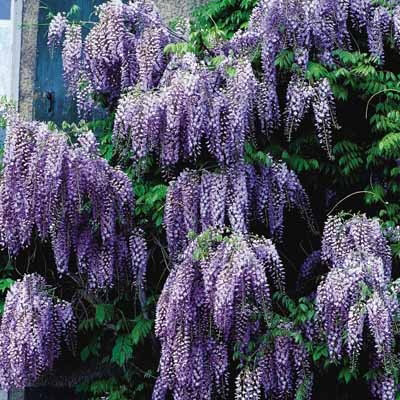 Wisteria Farmer Seed And Nursery