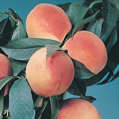 Red Heaven Standard Peach