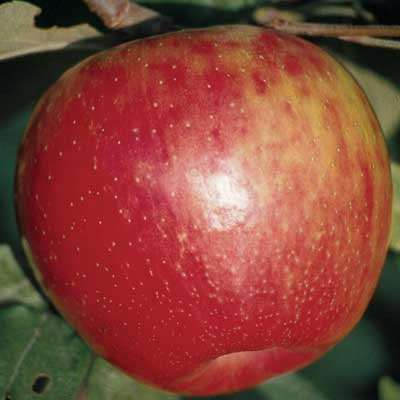Honeycrisp Dwarf Apple