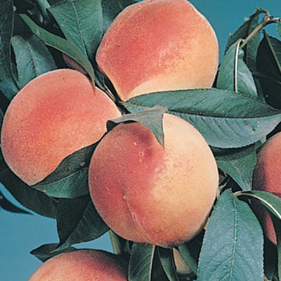 Hale Haven Dwarf Peach 