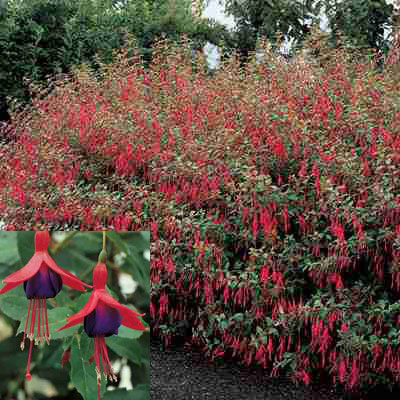 Hardy Red Fuchsia