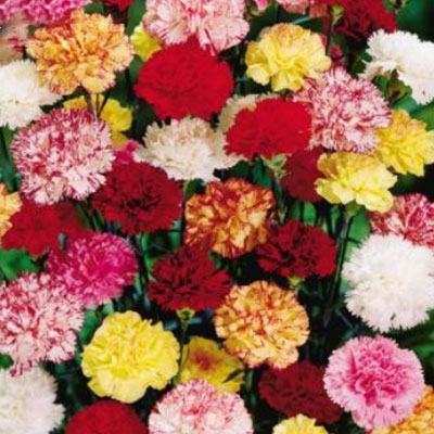 Perennial Carnations