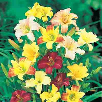 Ground Cover Daylily