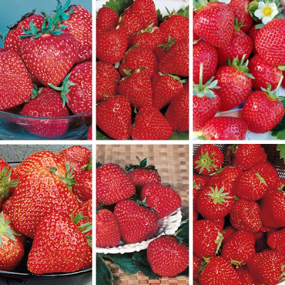 Junebearing Strawberry Collection
