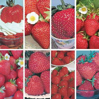 200 Strawberry Collection