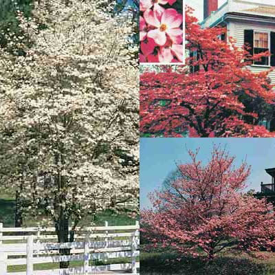 Red, Pink & White Dogwood Collection