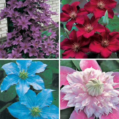 Clematis Collection