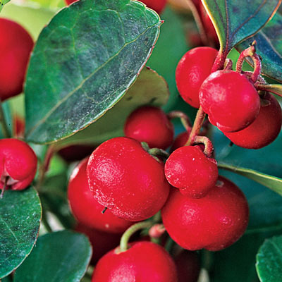 Cherry Berries Wintergreen