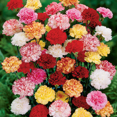 Double Carnations
