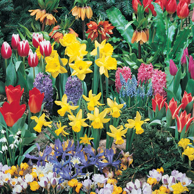 Spring Rainbow Bulb Garden Collection