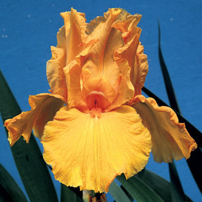 Firebreather Iris